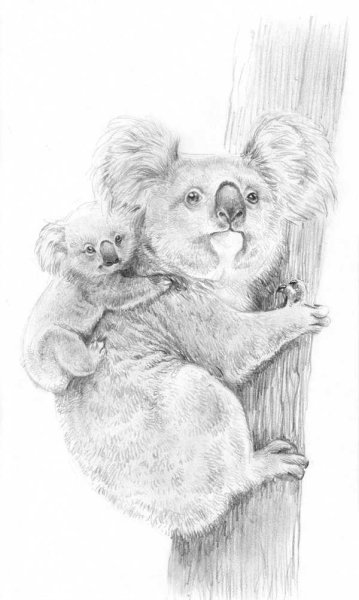 Мишка коала раскраска