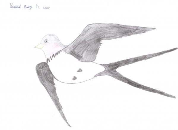 Лёгкие рисунки ласточки