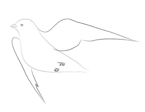 Поэтапное рисование ласточки