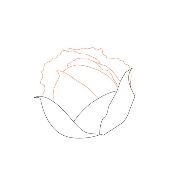 Нарисовать капусту карандашом