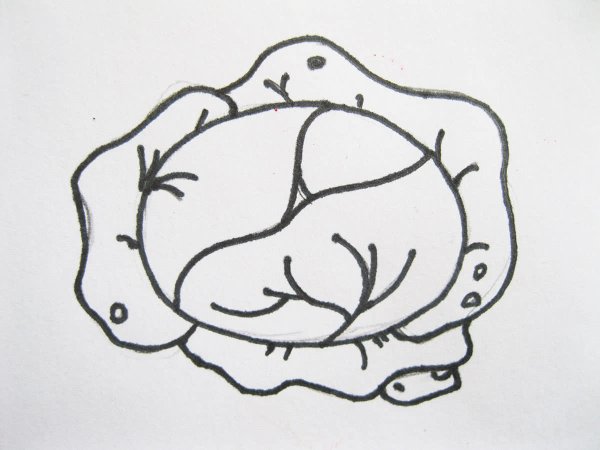 Капуста рисунок карандашом