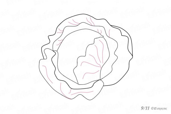 Капуста рисунок для детей карандашом