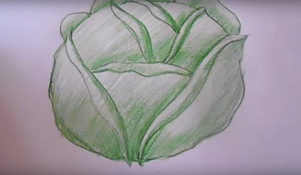 Рисование капуста карандашами
