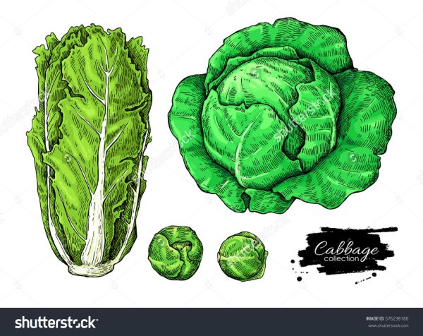 Капуста в нарисованном стиле