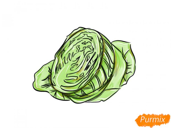 Капуста белокочанная рисунок