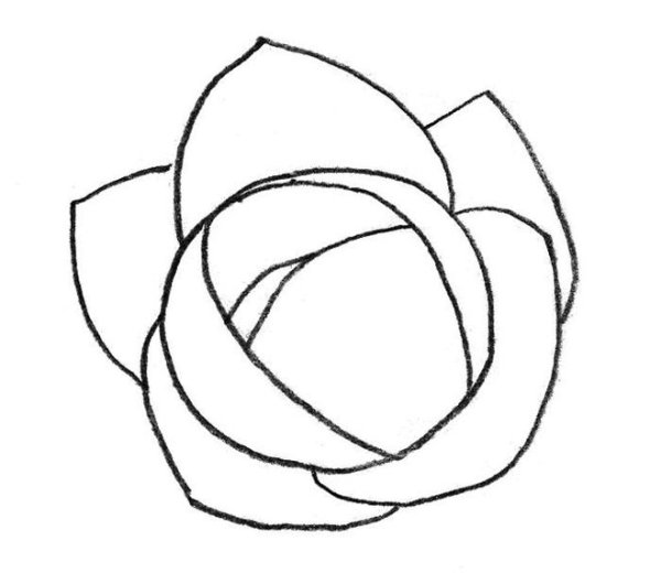 Поэтапное рисование капусты