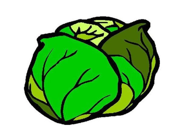 Капуста рисунок для детей легкий