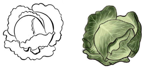 Капуста шаблон