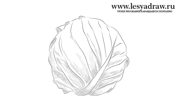 Поэтапное рисование капусты