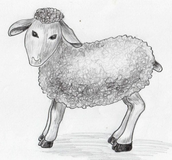 Барашек карандашом