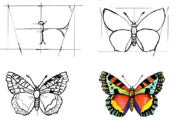 Бабочка симметрия