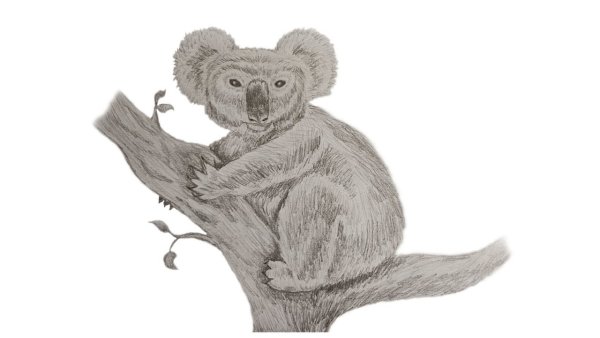 Коала для срисовки