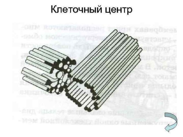 Клеточный центр строение и функции