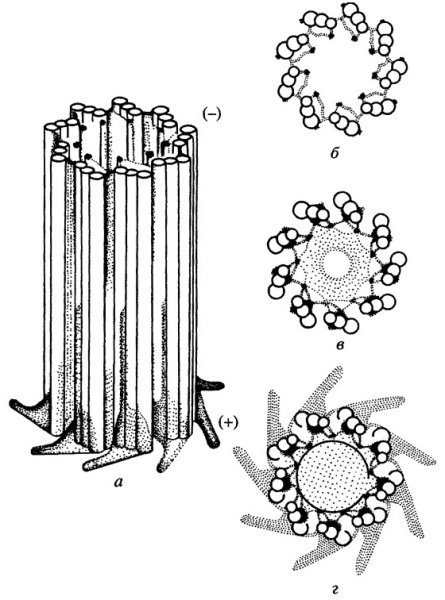 Клеточный центр состоит из 2 центриолей