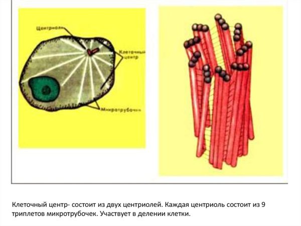 Строение центриолей клеточного центра