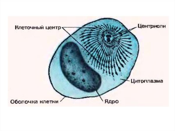 Клеточный центр центросома