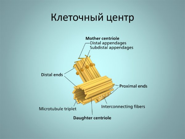 Базальные тельца жгутиков и центриоль