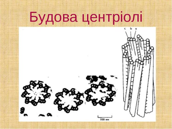 Клеточный центр строение и функции