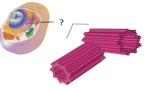 Центриоли и микротрубочки