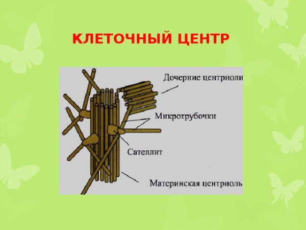 Клеточный центр строение и функции 10 класс