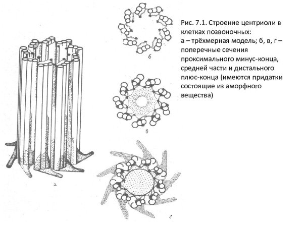 Строение центриоли клетки