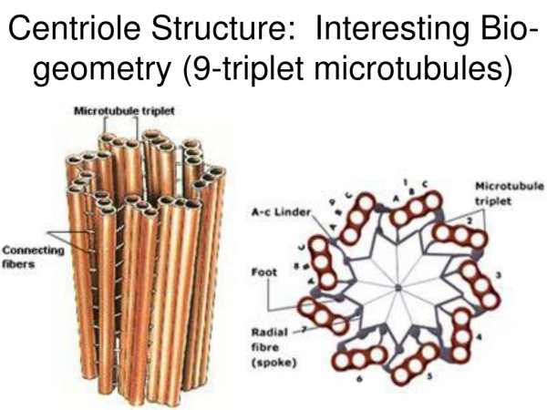 Микротрубочки в разрезе