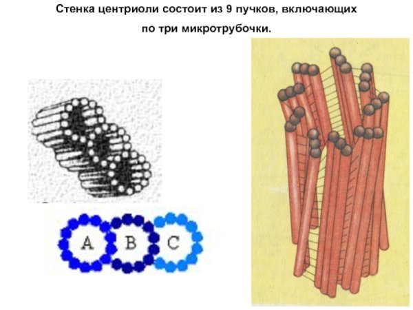 Центриоли состоят из