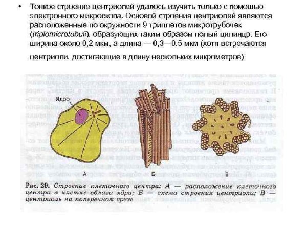 Клеточный центр строение и функции рисунок