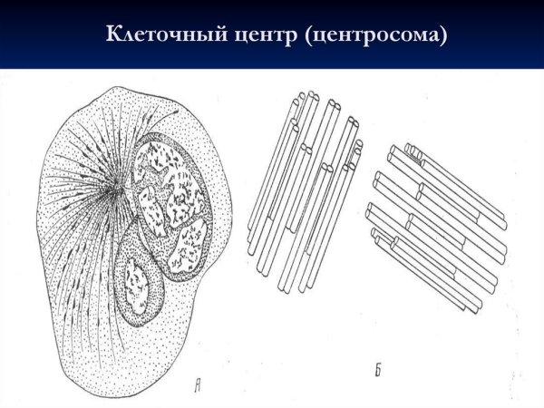 Клеточный центр строение состав центриолей