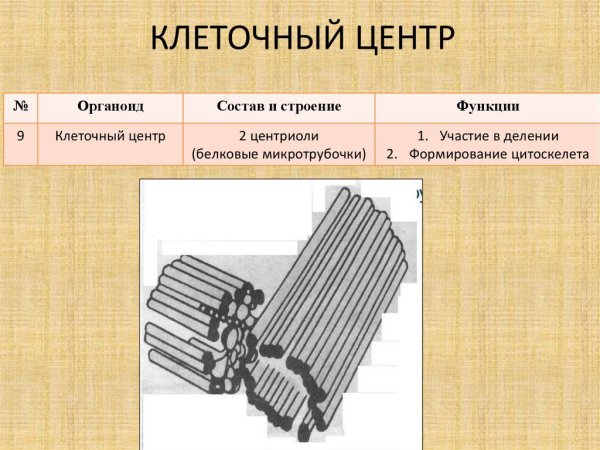 Матрикс центриоли