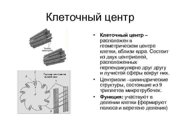 Структура клетки и функции клеточного центра