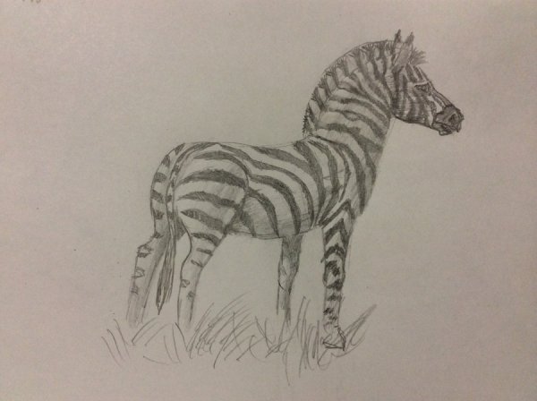 Зебра карандашом