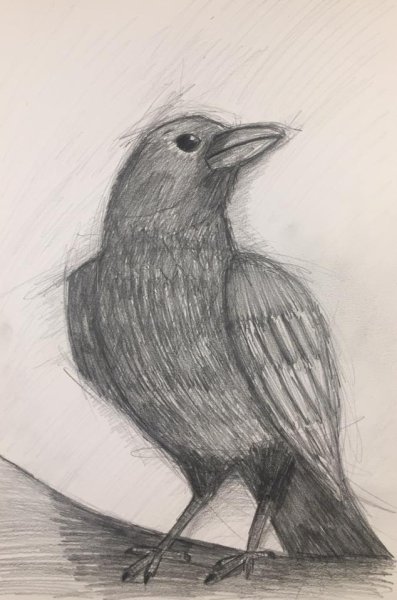 Птицы простым карандашом