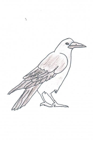Ворона карандашом для детей