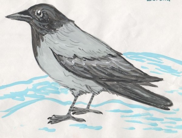 Грач карандашом