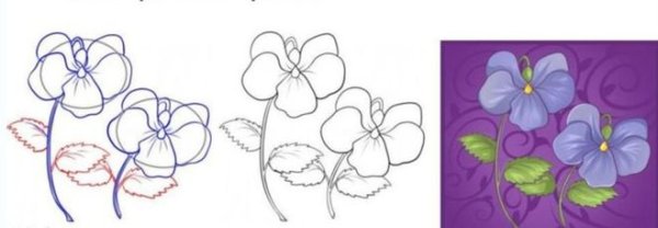 Фиалка узамбарская рисунок