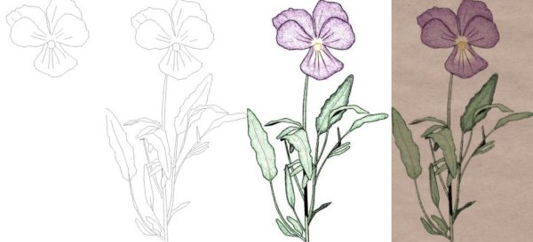 Фиалка трехцветная рисунок