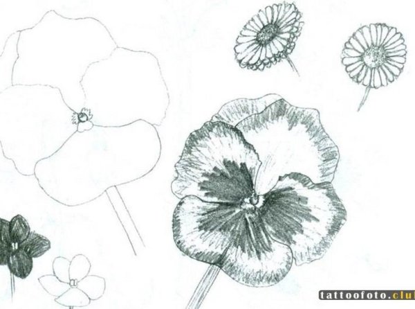 Фиалка рисунок легкий