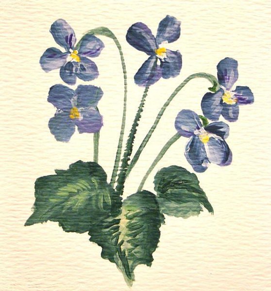 Фиалка карандашом