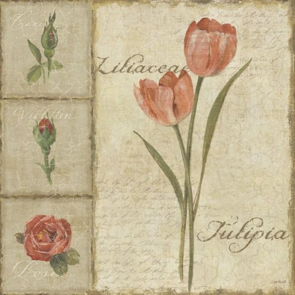 Винтажные тюльпаны