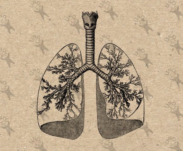 Легкие анатомические