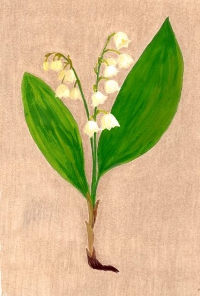 Ландыши пошаговое рисование