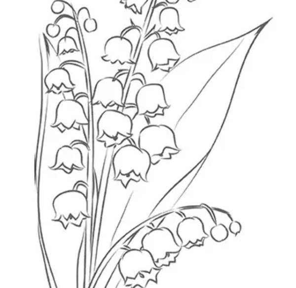 Весенние цветы карандашом