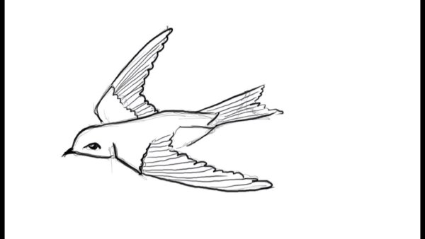 Эскиз птицы легкий