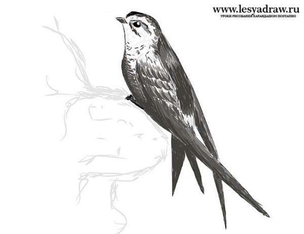 Нарисовать стрижа