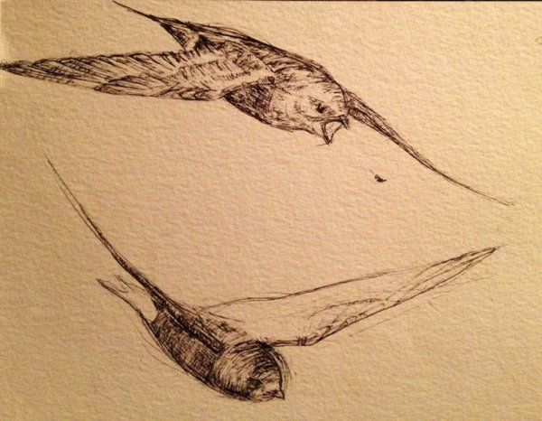 Наброски птиц