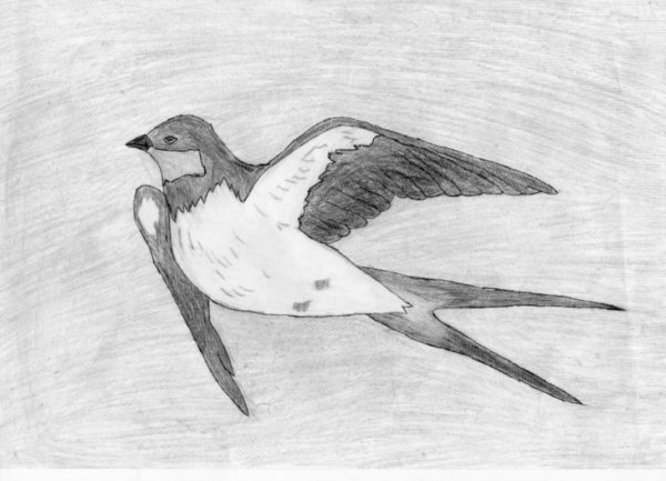 Птицы для срисовки