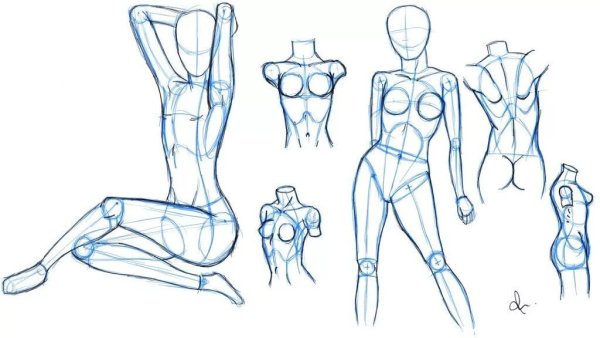 Пропорции тела человека рисунок