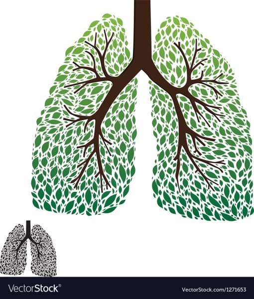 Легкие в виде дерева