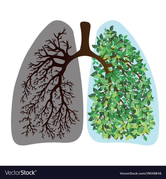 Легкие в виде дерева